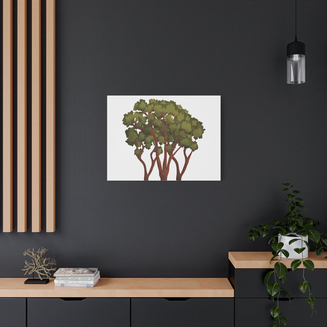 Pacific Madrone Canvas Print – Wall Art
