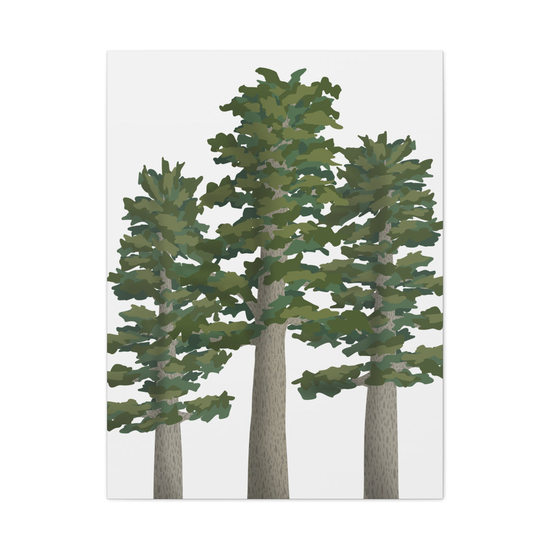 Sitka Spruce Canvas Print – Wall Art