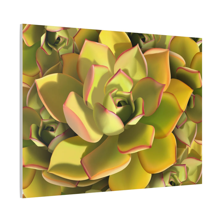 Succulent Canvas Art Vibrant Aeonium Print On Matte Canvas Wall Decor 12x18 Inches Indoor Home