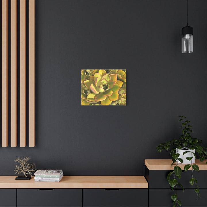 Succulent Canvas Art Vibrant Aeonium Print On Matte Canvas Wall Decor 12x18 Inches Indoor Home