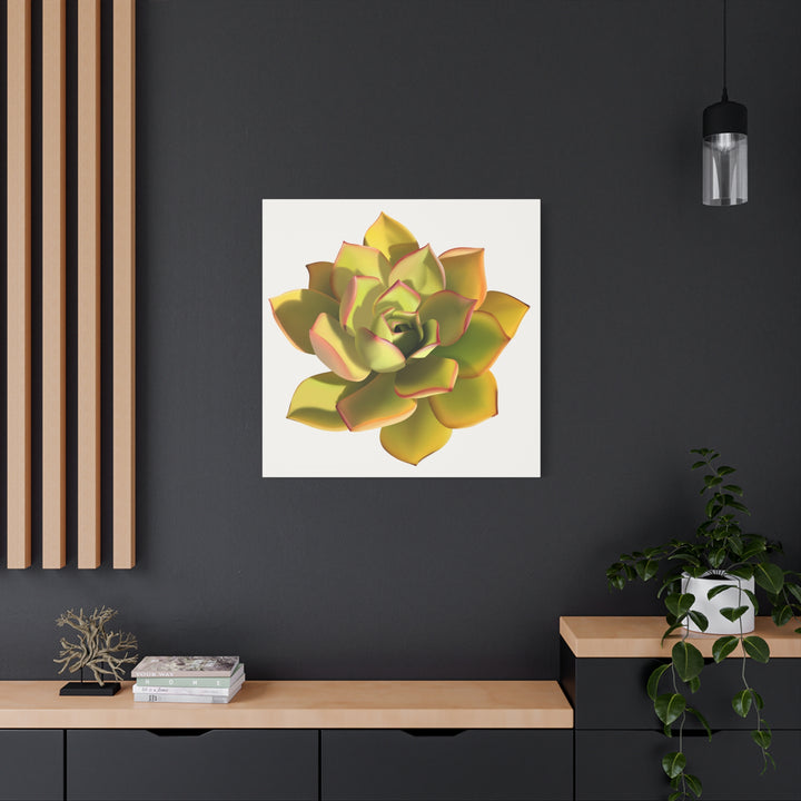 Noble Aeonium Succulent Canvas Wall Art Print for Modern Home Decor by The Potted Pixel