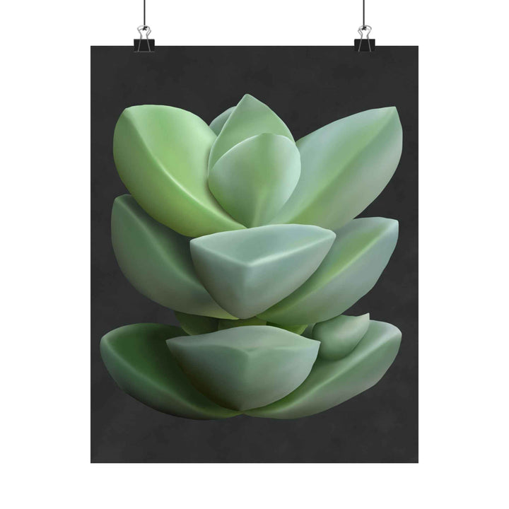 Crassula Botanical Print – Unframed Wall Art