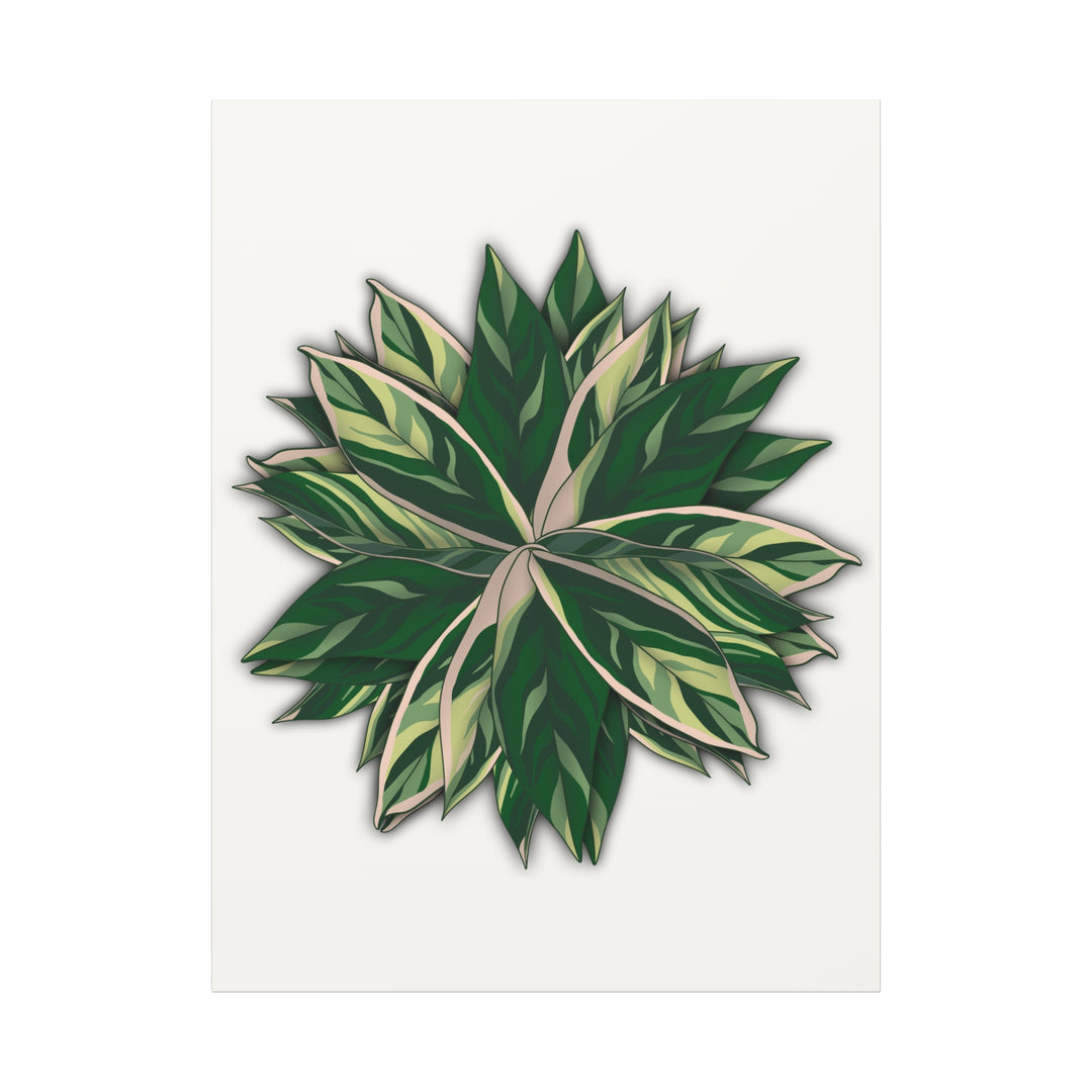 Stromanthe Triostar Canvas Wall Art Premium Matte Finish On Durable 1.25 Inch Frame For Vibrant Indoor Tropical Decor