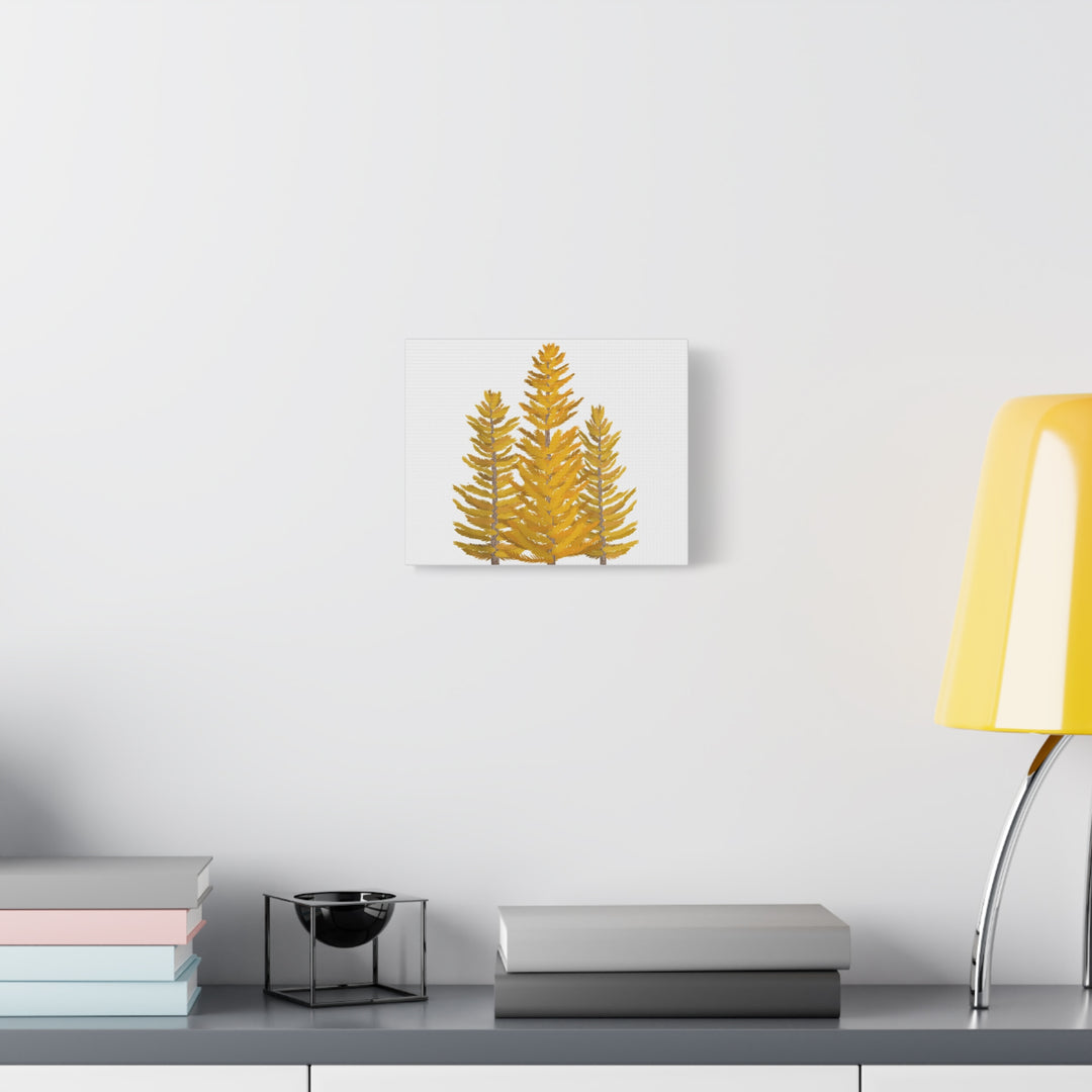 Western Larch Canvas Print – Wall Art