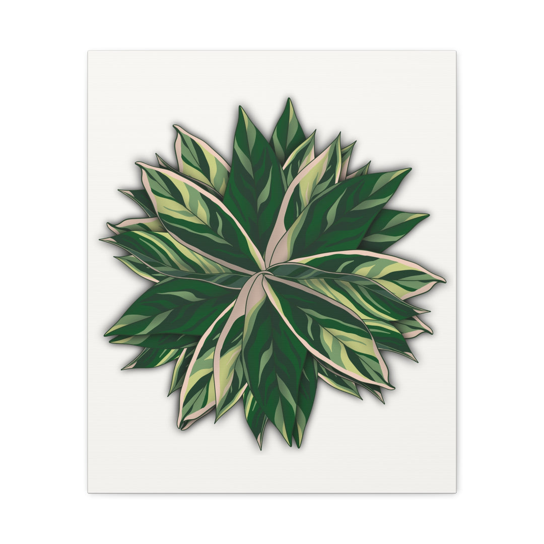 Stromanthe Triostar Canvas Wall Art Premium Matte Finish On Durable 1.25 Inch Frame For Vibrant Indoor Tropical Decor