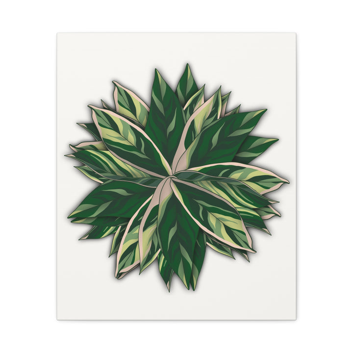 Stromanthe Triostar Canvas Wall Art Premium Matte Finish On Durable 1.25 Inch Frame For Vibrant Indoor Tropical Decor