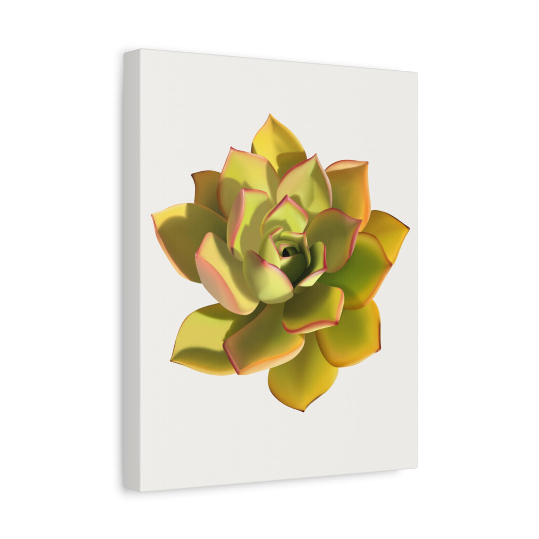 Noble Aeonium Succulent Canvas Wall Art Print for Modern Home Decor by The Potted Pixel