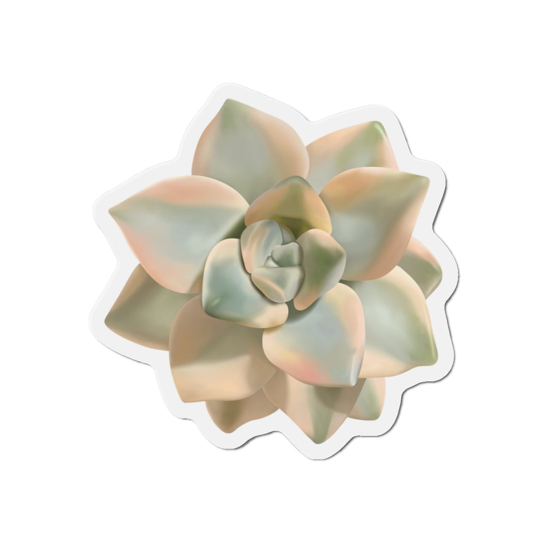 Graptoveria Titubans Succulent Magnet