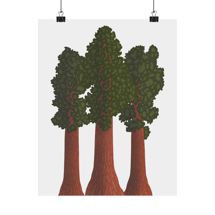 Giant Sequoias Unframed Print