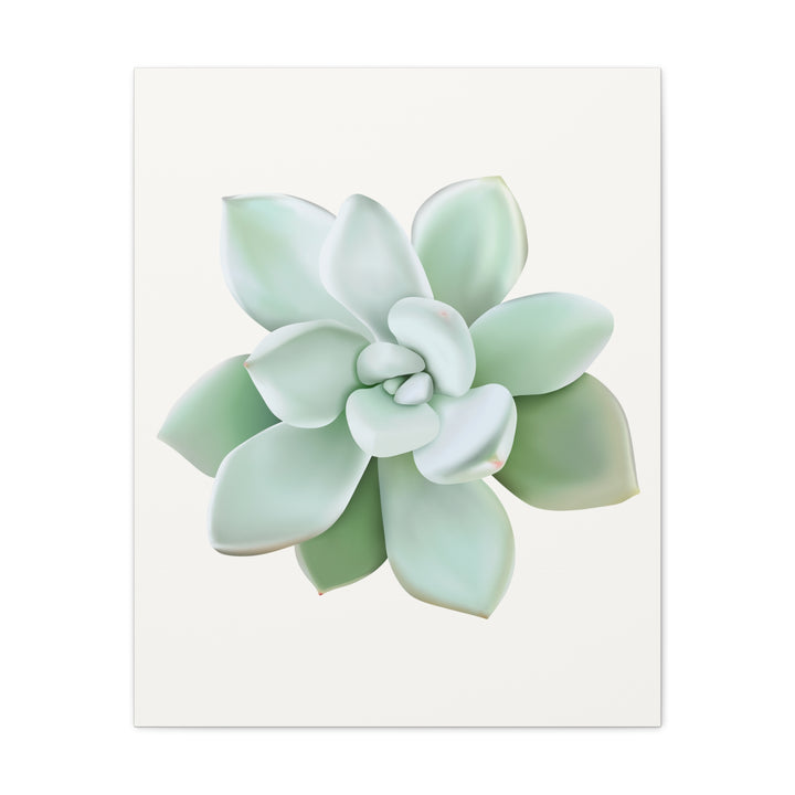 Succulent Canvas Art Pachyveria Haagei Print On Matte Finish Canvas Botanical Wall Decor