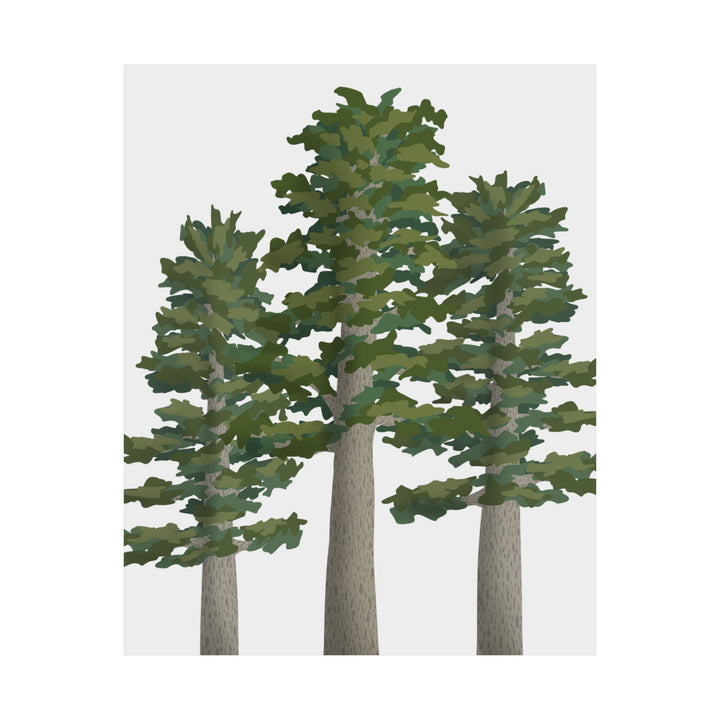 Sitka Spruce Print – Unframed Wall Art