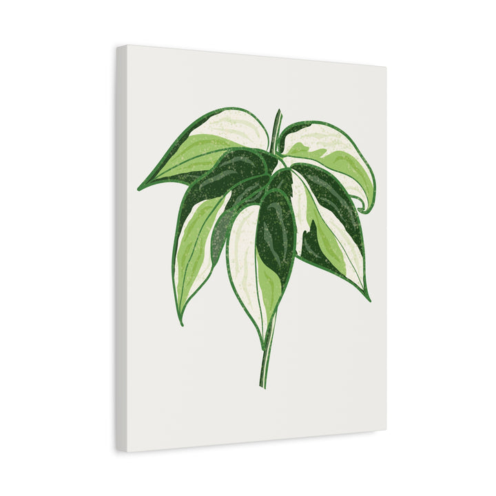 Philodendron Canvas Print Cream Splash Variegated Plant Art On Matte Cotton Canvas For Home Wall Decor