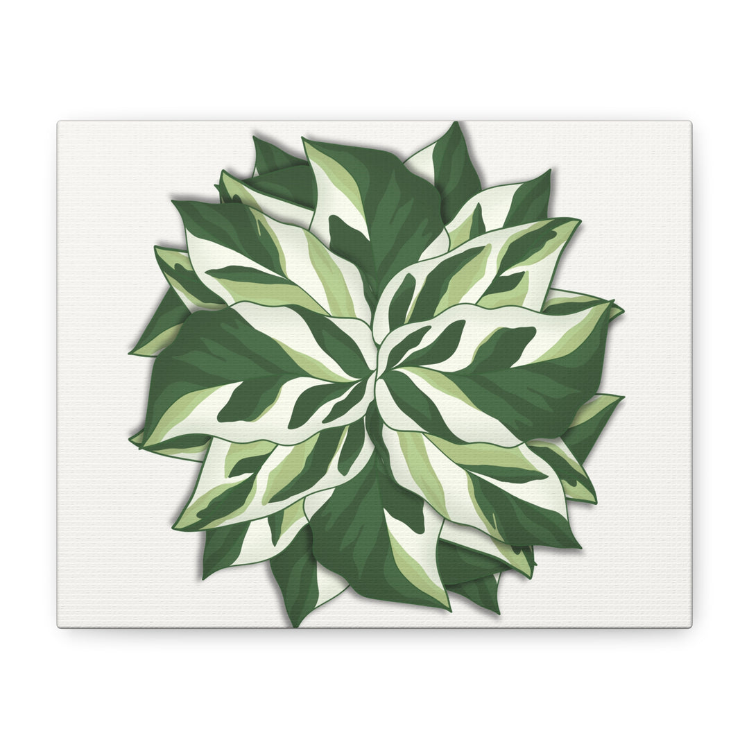 Calathea White Fusion Canvas Botanical Art Print On Stretched Cotton Canvas For Indoor Wall Decor