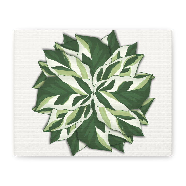 Calathea White Fusion Canvas Botanical Art Print On Stretched Cotton Canvas For Indoor Wall Decor