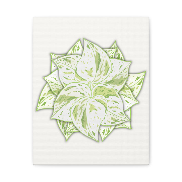 Snow Queen Pothos Canvas Wall Art Variegated Indoor Plant Leaf Poster Print Cotton Canvas