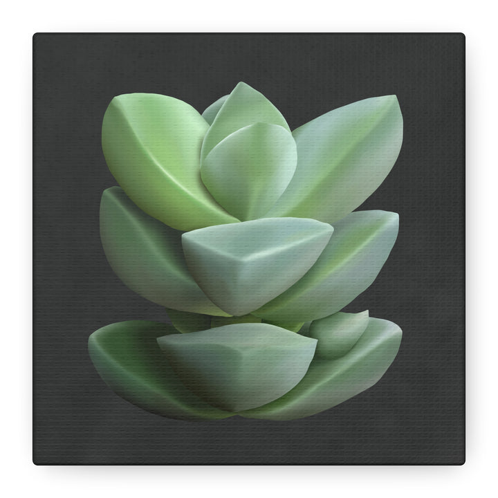 Crassula Canvas Print – Botanical Wall Art