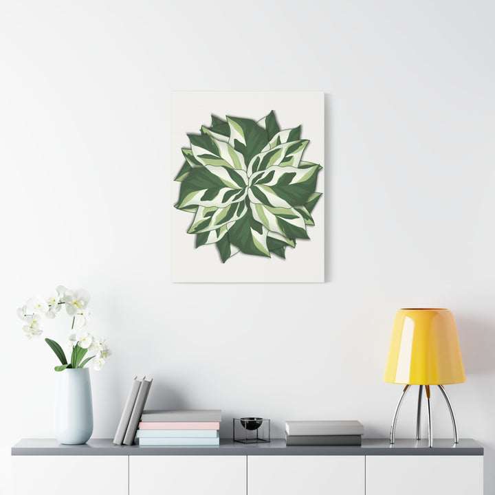 Calathea White Fusion Canvas Botanical Art Print On Stretched Cotton Canvas For Indoor Wall Decor