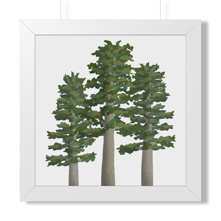 Sitka Spruce Framed Print – Wall Art