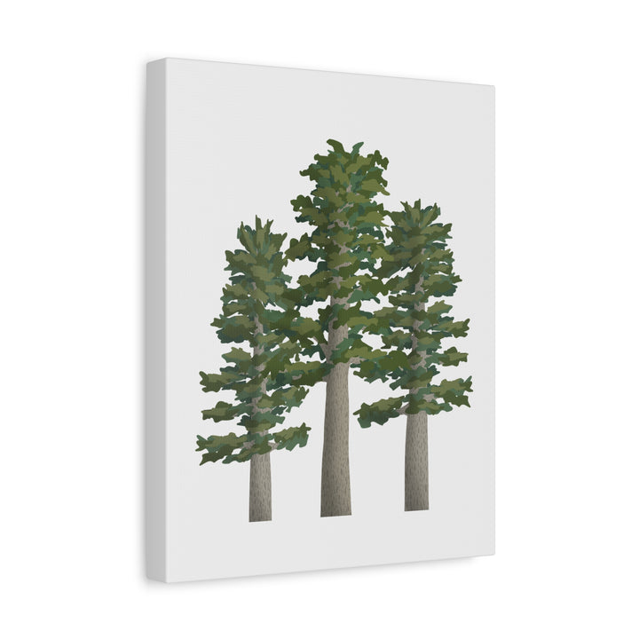 Sitka Spruce Canvas Print – Wall Art