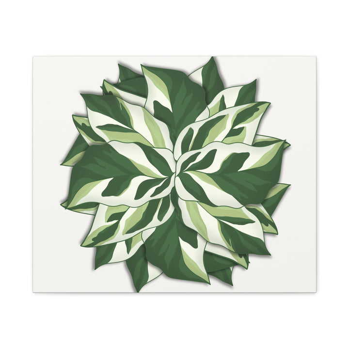 Calathea White Fusion Canvas Botanical Art Print On Stretched Cotton Canvas For Indoor Wall Decor