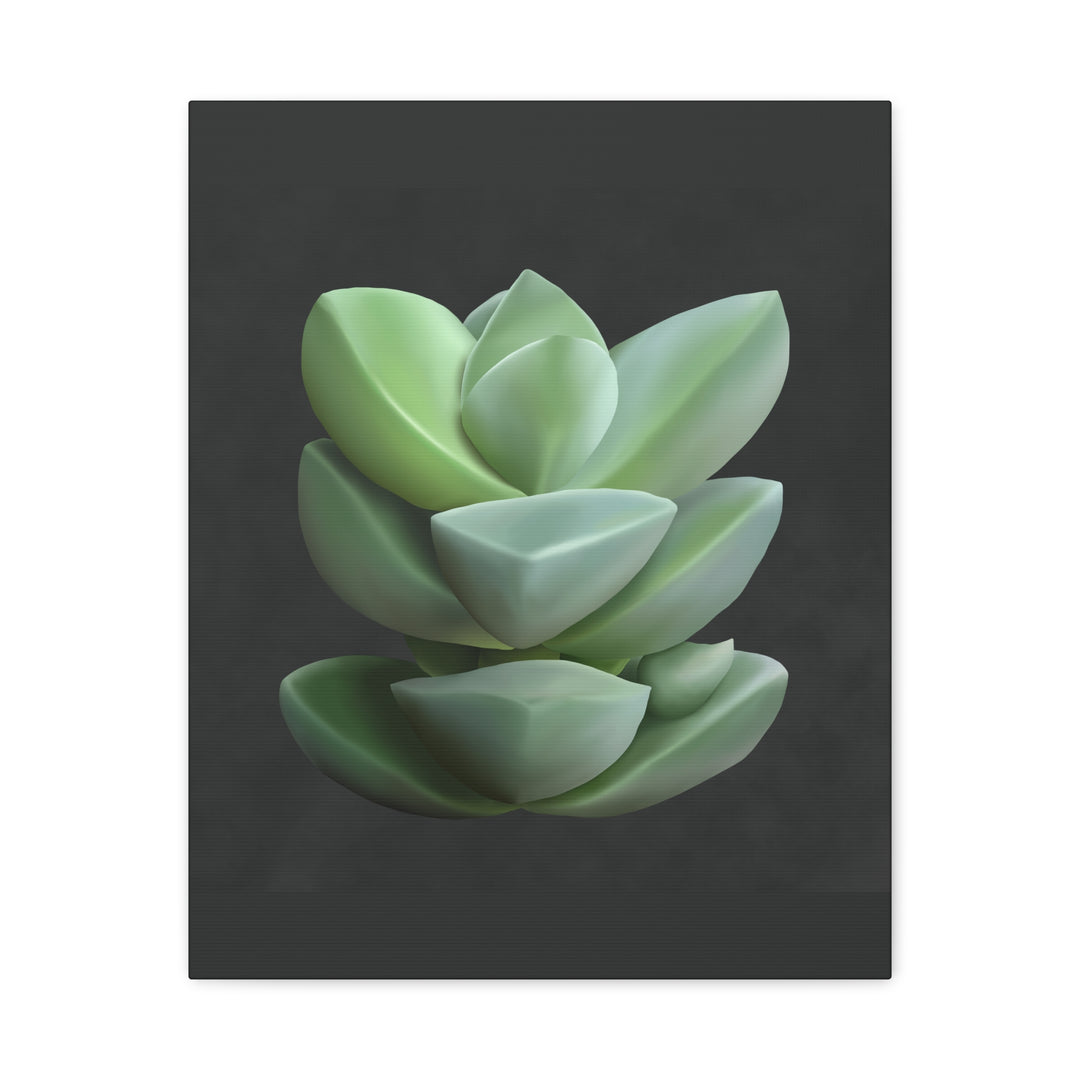 Crassula Canvas Print – Botanical Wall Art