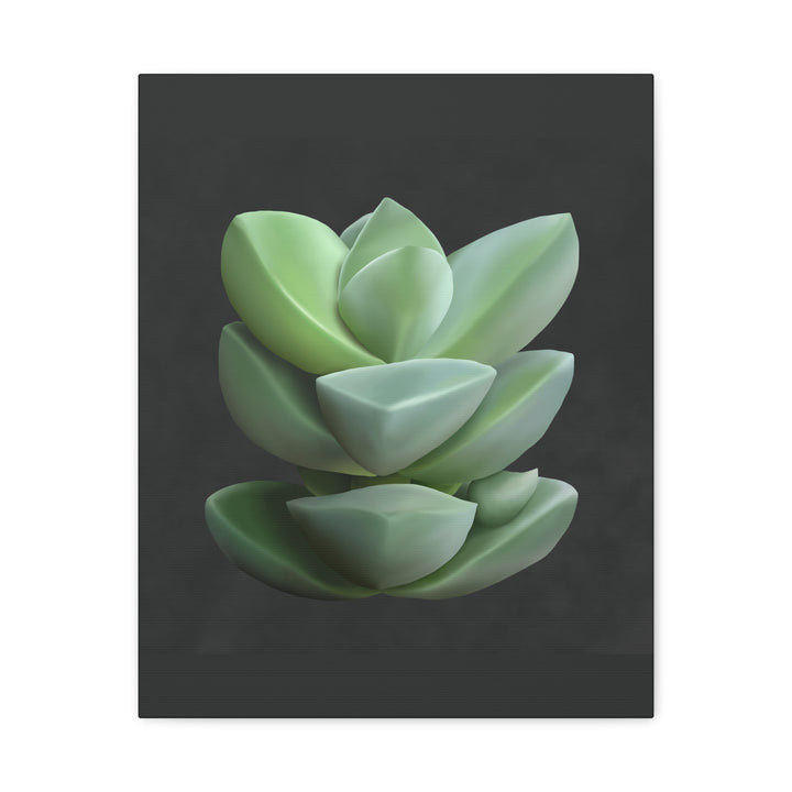 Crassula Canvas Print – Botanical Wall Art