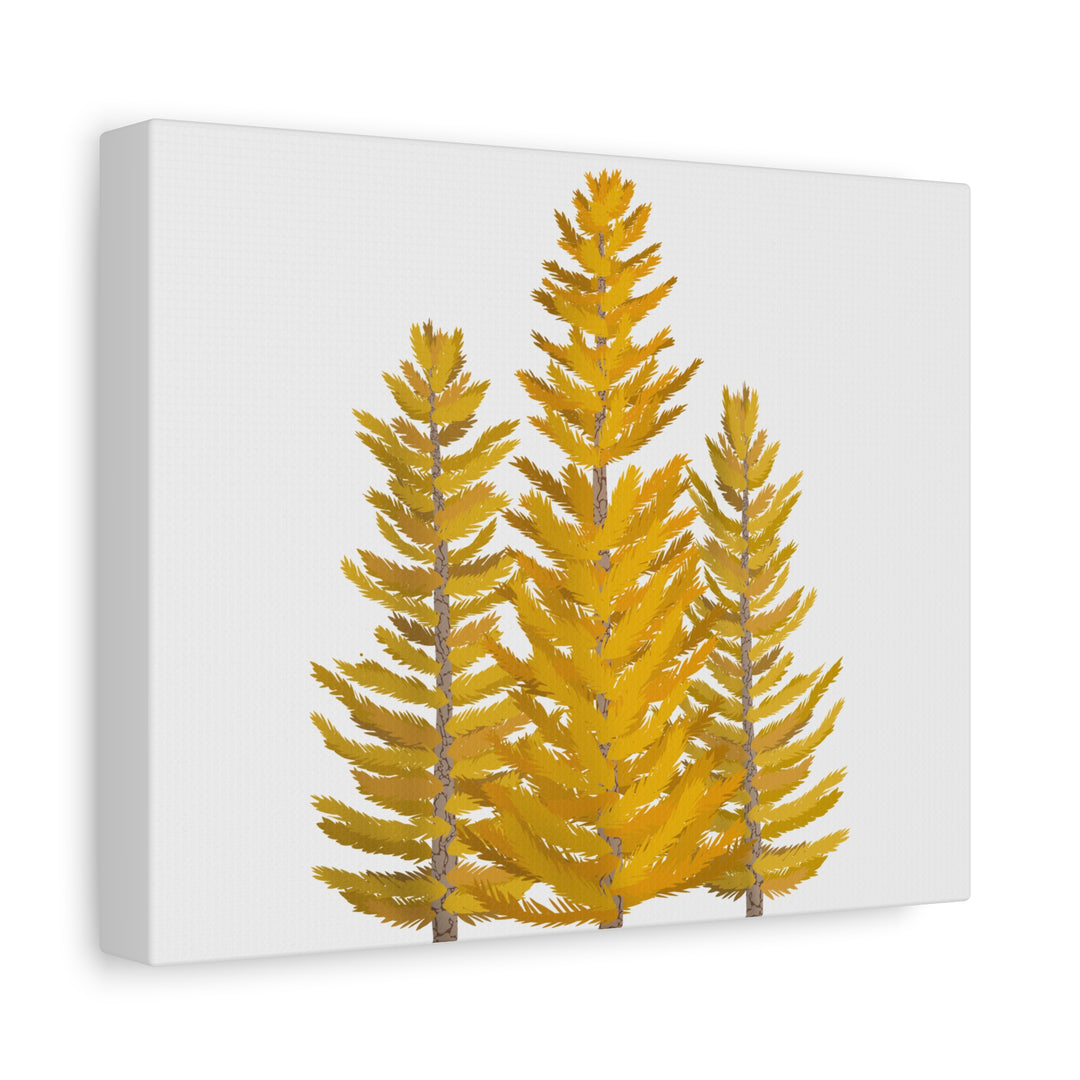 Western Larch Canvas Print – Wall Art