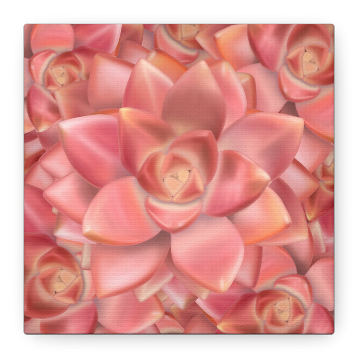 Graptosedum California Sunset Succulent Canvas Print – Botanical Wall Art - The Potted Pixel