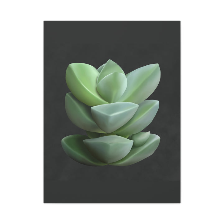 Crassula Canvas Print – Botanical Wall Art