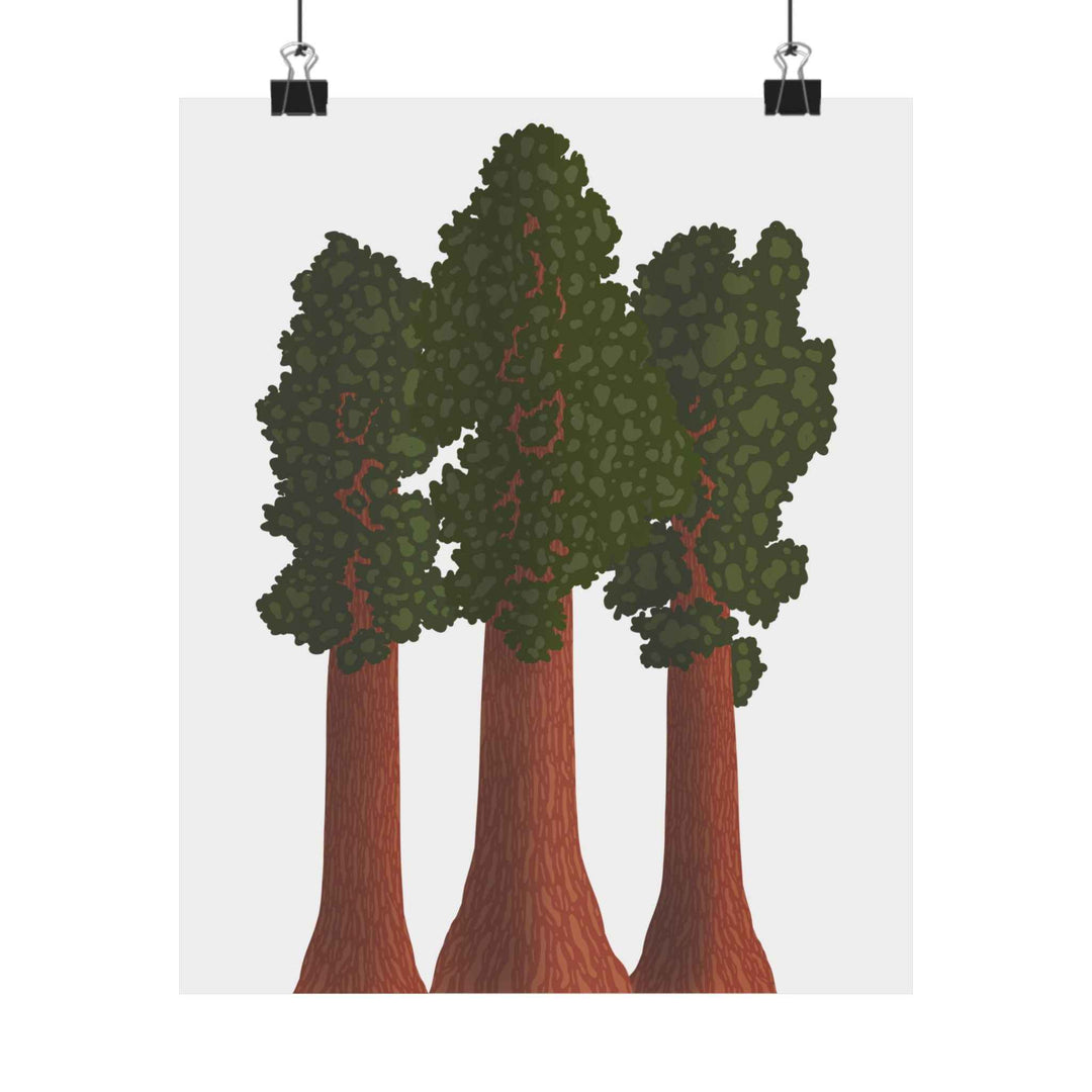 Giant Sequoias Unframed Print