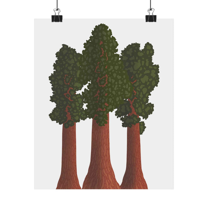 Giant Sequoias Unframed Print
