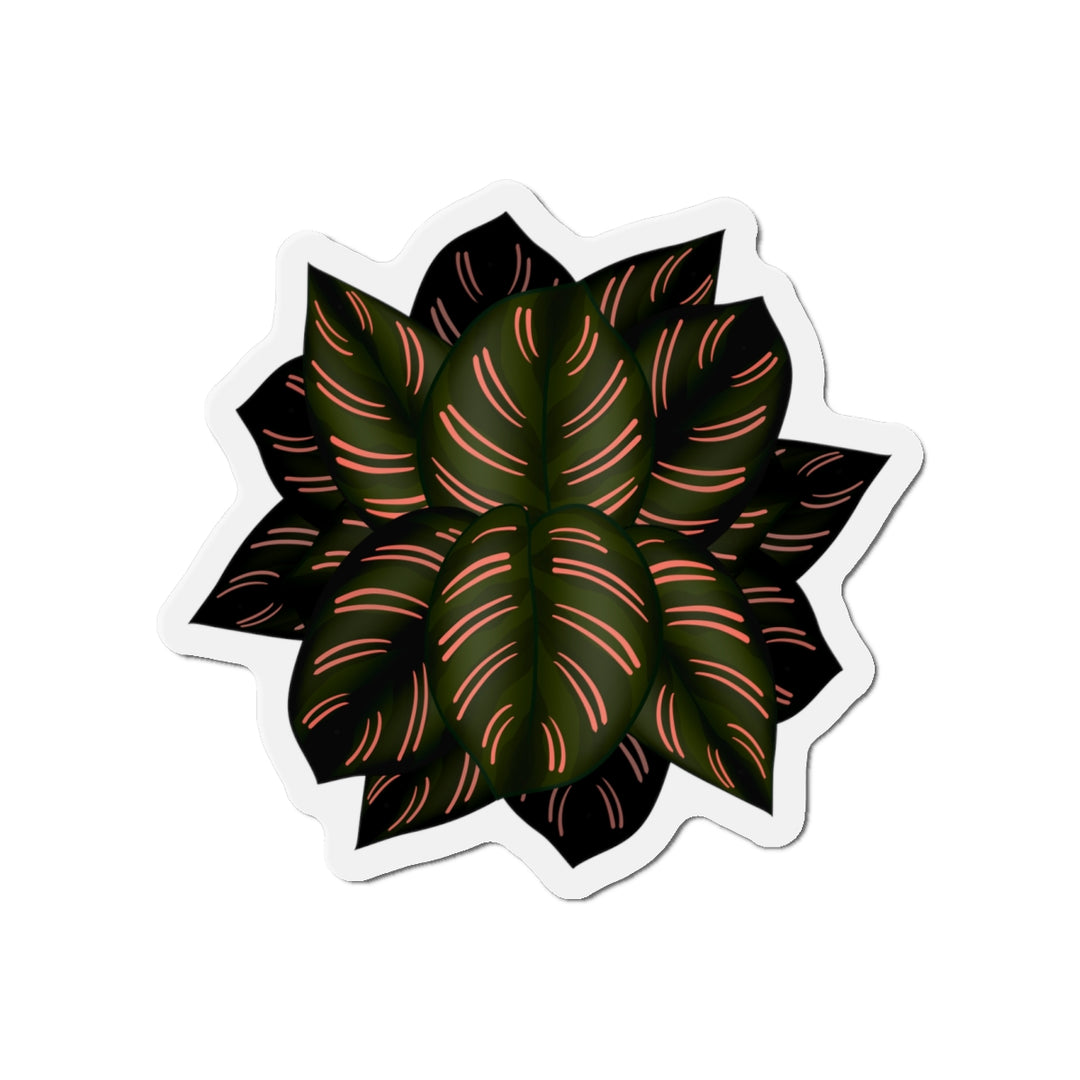 Calathea Pinstripe Magnet