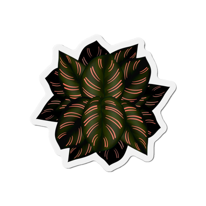 Calathea Pinstripe Magnet