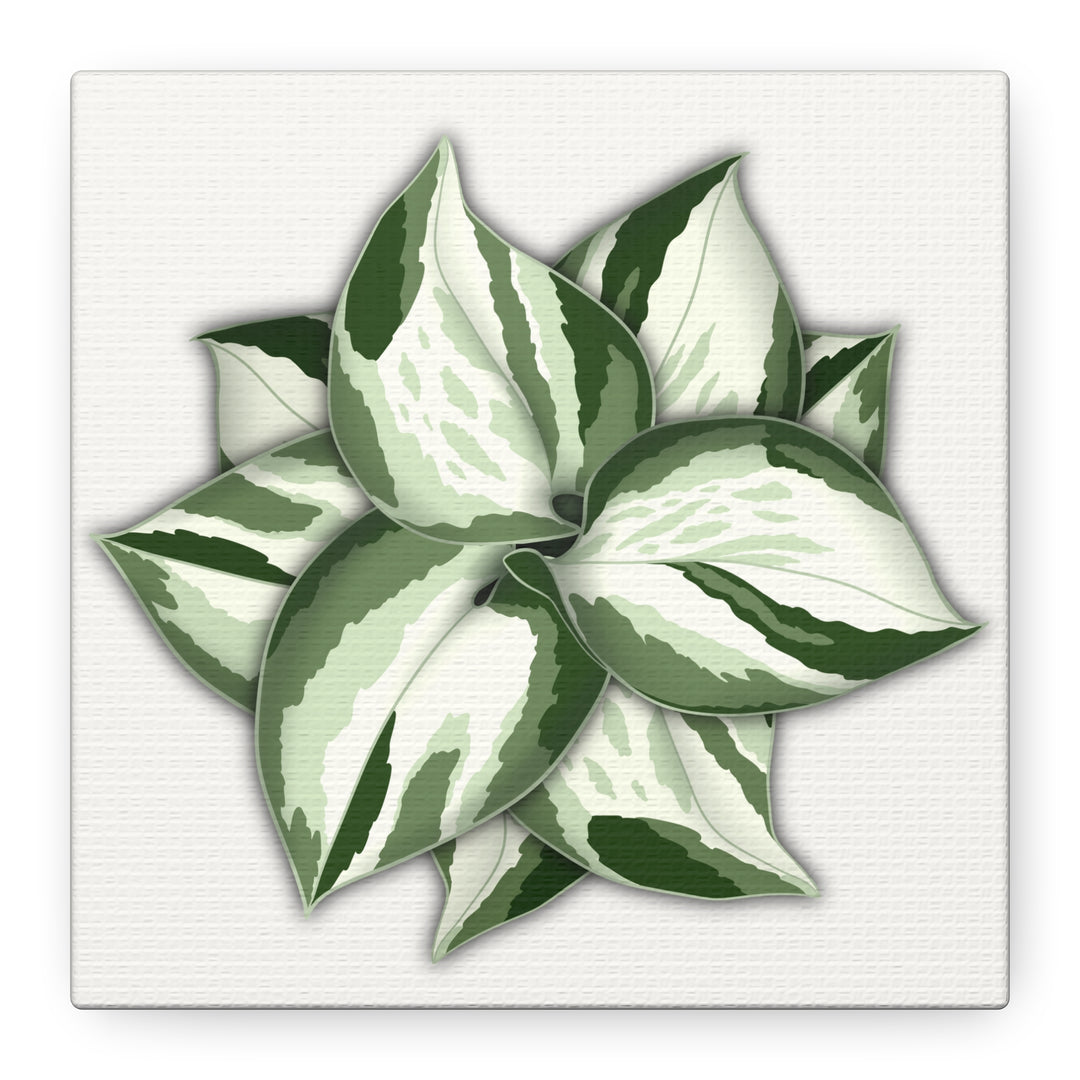 Manjula Pothos Canvas Print Stretched Matte Canvas Wall Art For Living Room And Office