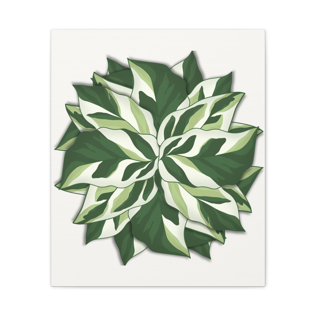 Calathea White Fusion Canvas Botanical Art Print On Stretched Cotton Canvas For Indoor Wall Decor