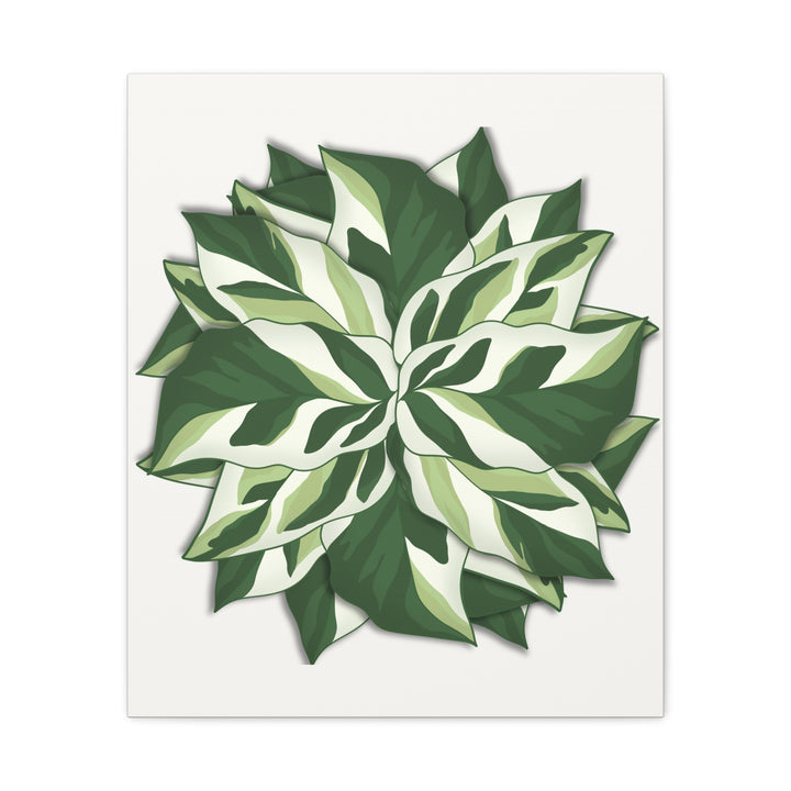 Calathea White Fusion Canvas Botanical Art Print On Stretched Cotton Canvas For Indoor Wall Decor