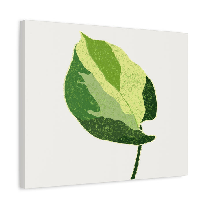 Manjula Pothos Botanical Canvas Print Matte Finish Stretched Canvas Wall Art 1.25 Inch Depth