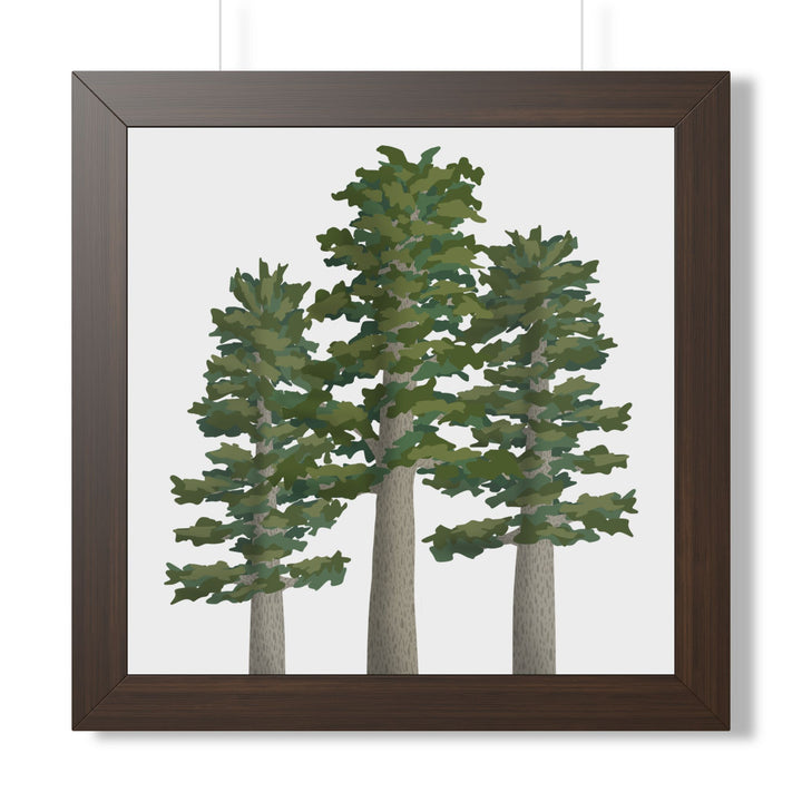 Sitka Spruce Framed Print – Wall Art
