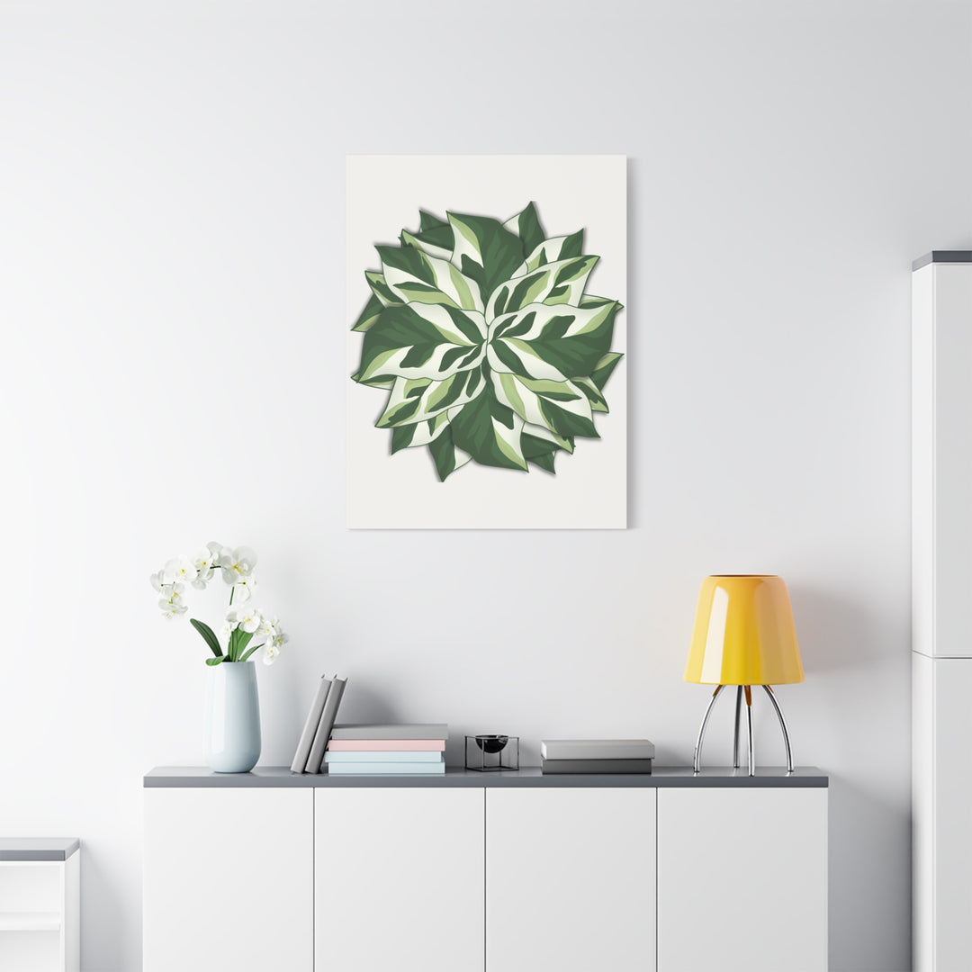 Calathea White Fusion Canvas Botanical Art Print On Stretched Cotton Canvas For Indoor Wall Decor