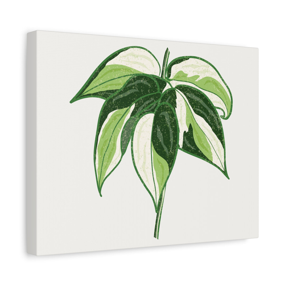 Philodendron Canvas Print Cream Splash Variegated Plant Art On Matte Cotton Canvas For Home Wall Decor