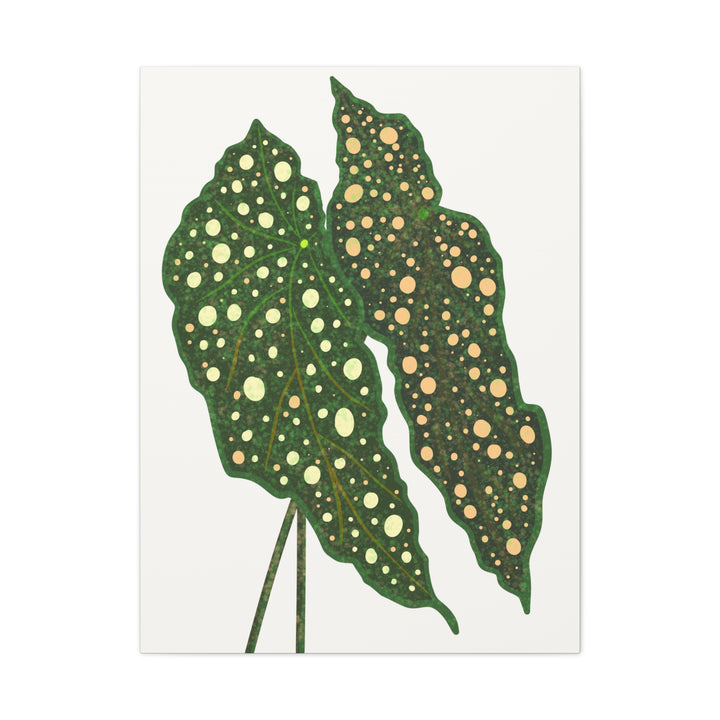Begonia Maculata Canvas Premium Botanical Wall Art Print On Cotton Canvas With Matte Finish For Indoor Decor