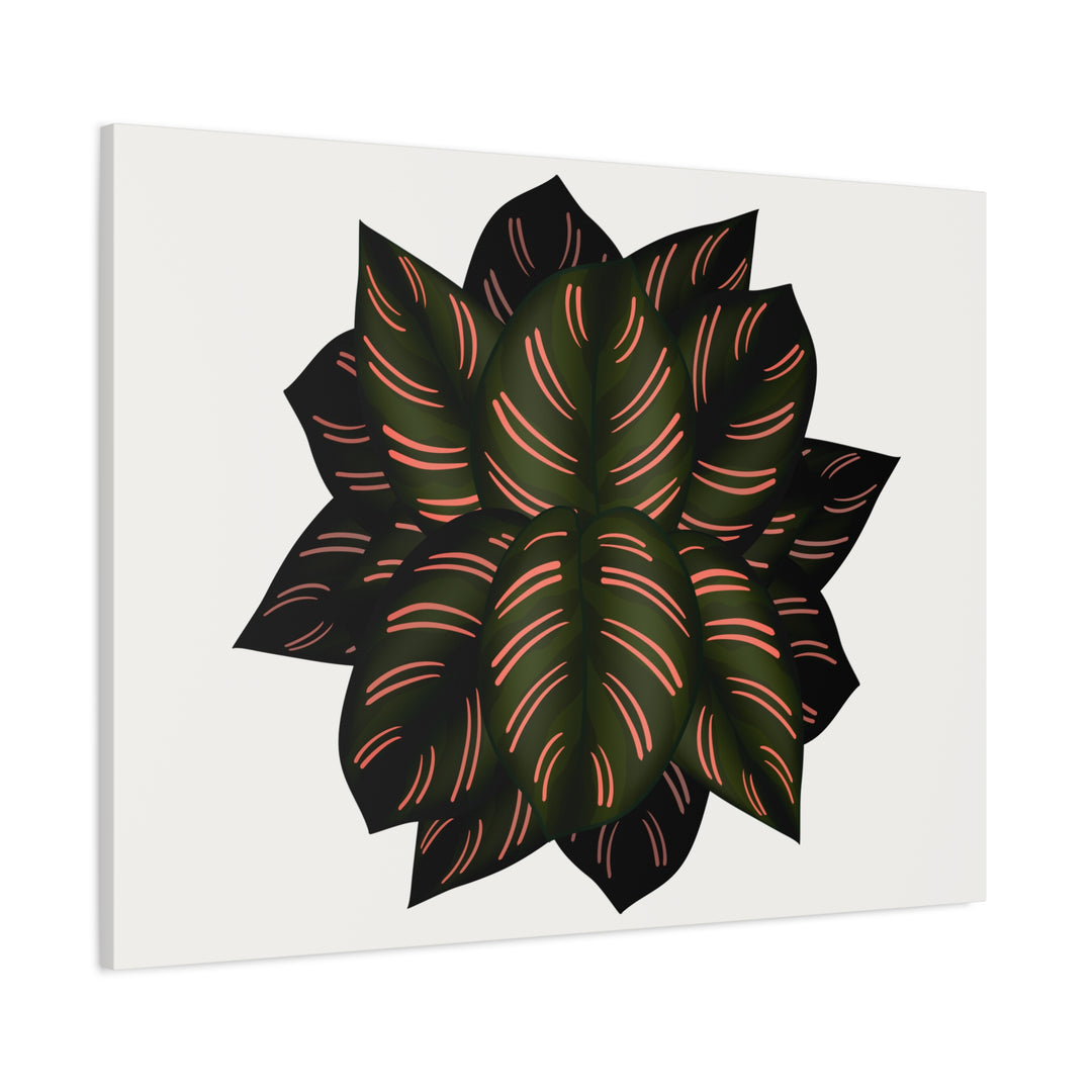 Calathea Pinstripe Canvas Botanical Wall Art Print On Stretched Cotton Canvas For Living Room Decor