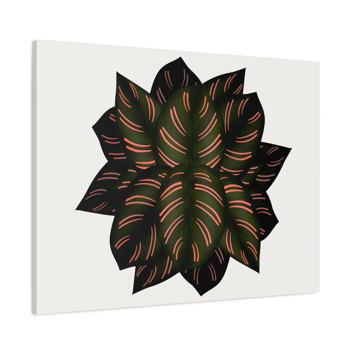 Calathea Pinstripe Canvas Botanical Wall Art Print On Stretched Cotton Canvas For Living Room Decor