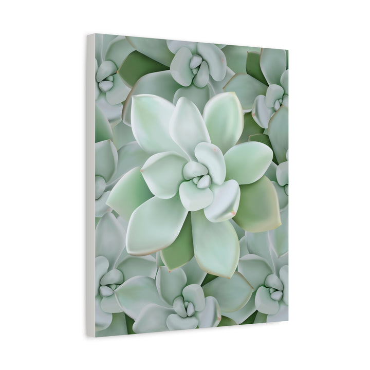 Pachyveria Haagei Succulent Pattern Canvas Art for Modern Home Decor 16x20 Matte Print
