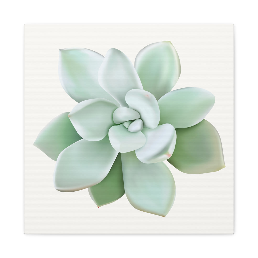 Succulent Canvas Art Pachyveria Haagei Print On Matte Finish Canvas Botanical Wall Decor