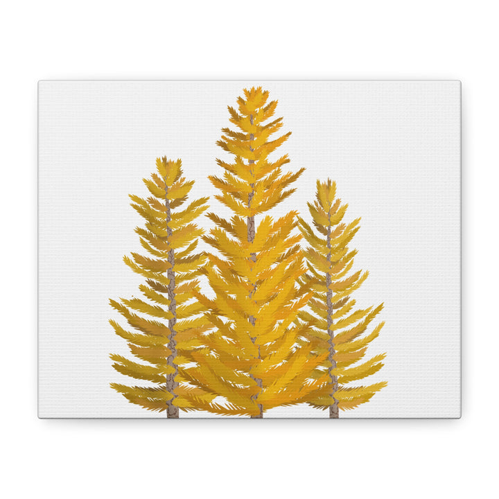 Western Larch Canvas Print – Wall Art