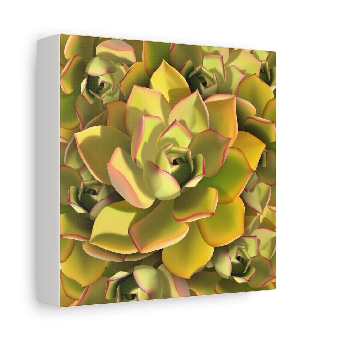 Succulent Canvas Art Vibrant Aeonium Print On Matte Canvas Wall Decor 12x18 Inches Indoor Home
