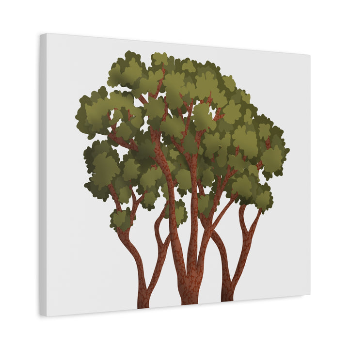 Pacific Madrone Canvas Print – Wall Art