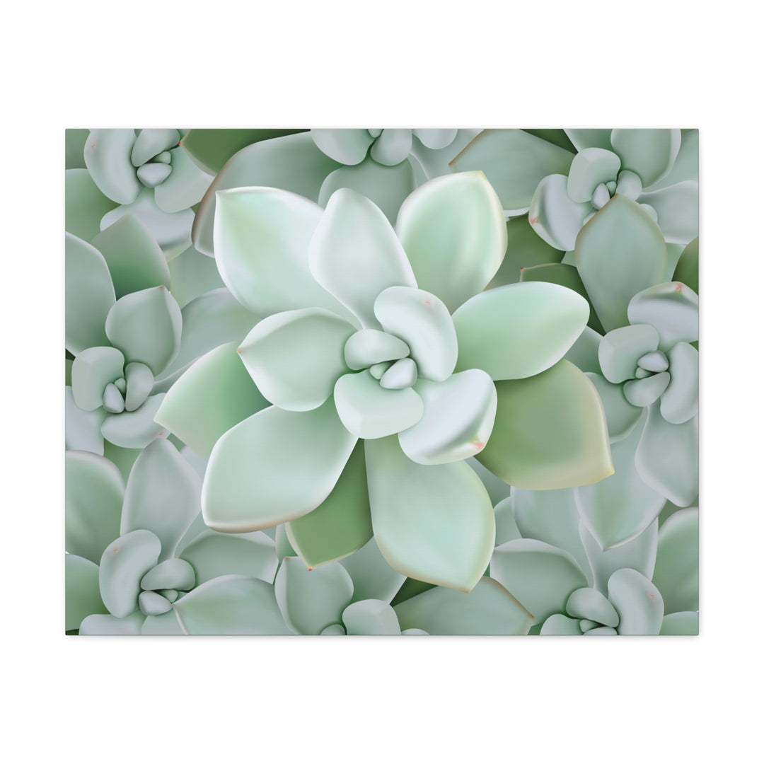 Pachyveria Haagei Succulent Pattern Canvas Art for Modern Home Decor 16x20 Matte Print