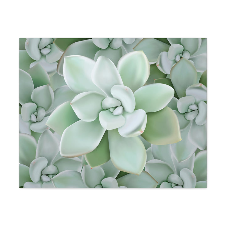 Pachyveria Haagei Succulent Pattern Canvas Art for Modern Home Decor 16x20 Matte Print
